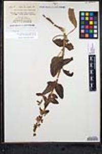 Stachys rigida image