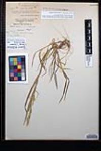 Bromus arizonicus image