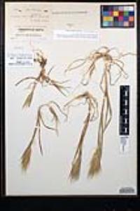 Bromus rubens image