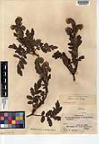 Phacelia ixodes image