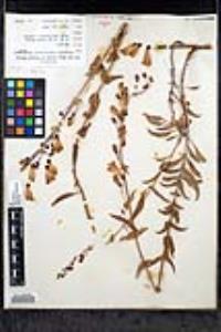 Penstemon spectabilis var. subinteger image