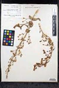 Penstemon spectabilis var. subinteger image