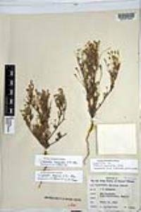 Johnstonella angelica image