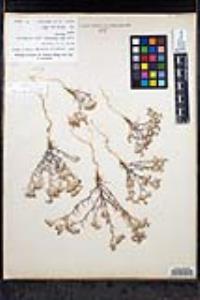 Eriastrum eremicum subsp. eremicum image