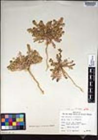 Lepidium lasiocarpum image