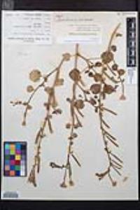 Chylismia cardiophylla image