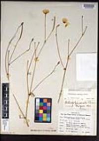 Eschscholzia parishii image