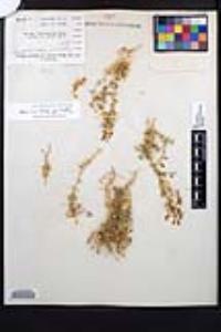 Fagonia densa image