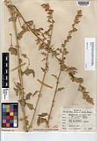 Sphaeralcea axillaris image
