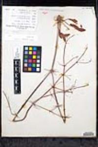 Eriogonum pilosum image