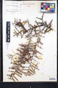 Condalia globosa image