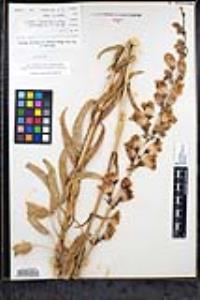 Penstemon reidmoranii image