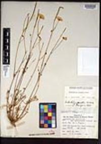 Eschscholzia parishii image
