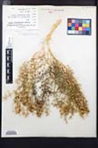Fagonia densa image