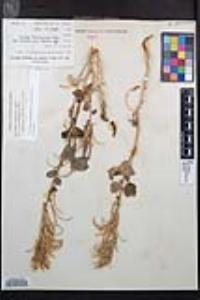 Chylismia cardiophylla image