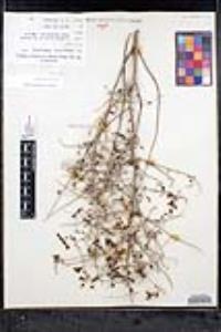 Scutellaria mexicana image
