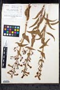 Penstemon spectabilis var. subinteger image