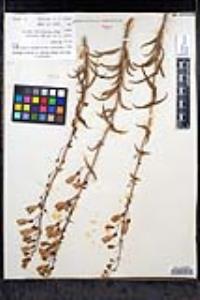 Penstemon spectabilis var. subinteger image