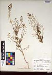 Descurainia pinnata subsp. halictorum image