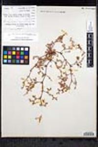 Chorizanthe flava image
