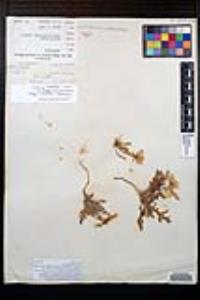 Oenothera wigginsii image