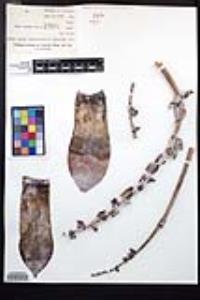 Dudleya pulverulenta image