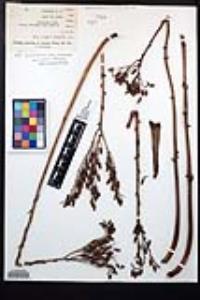 Dudleya cultrata image