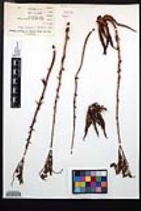 Dudleya cultrata image