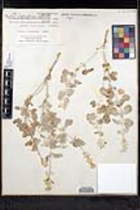 Salvia cedrosensis image