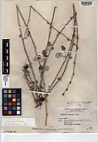 Eriogonum elongatum var. areorivum image