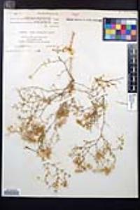 Fagonia laevis image