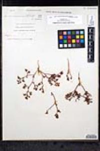 Chorizanthe fimbriata var. fimbriata image