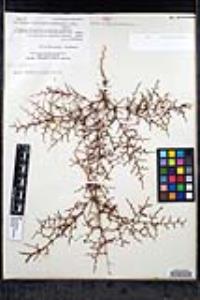 Eriogonum intricatum image