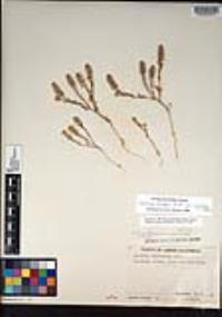 Lepidium oblongum var. insulare image