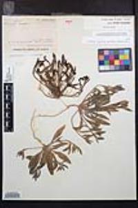 Camissoniopsis robusta image