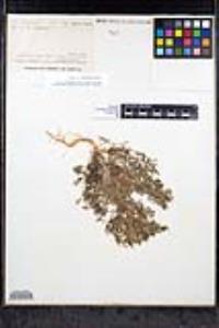 Gilia nevinii image