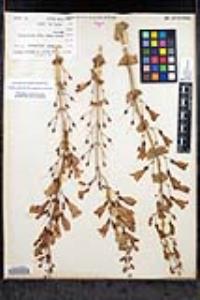 Penstemon spectabilis var. spectabilis image