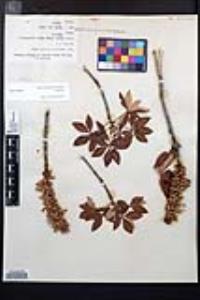 Aesculus parryi image