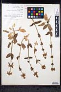 Stachys rigida image
