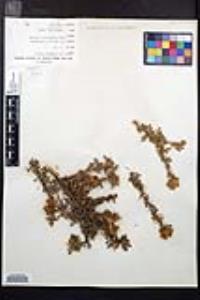 Rosa minutifolia image