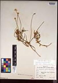 Platystemon californicus image