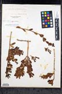 Gambelia speciosa image