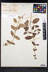Stachys rigida image