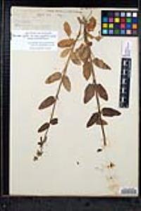 Stachys rigida image
