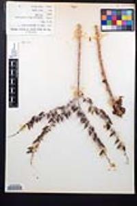 Dudleya pulverulenta image