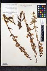 Penstemon spectabilis var. subinteger image