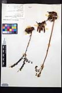 Dudleya cultrata image
