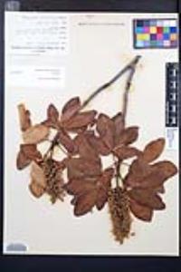 Aesculus parryi image