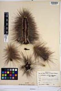 Pachycereus schottii image