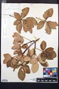Aesculus parryi image